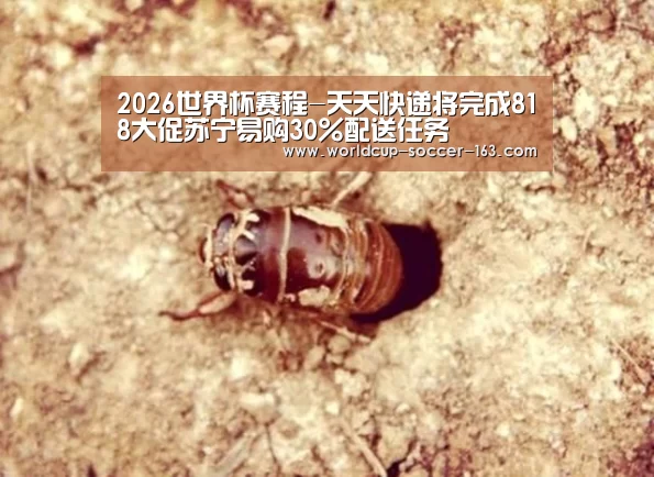 2026世界杯赛程